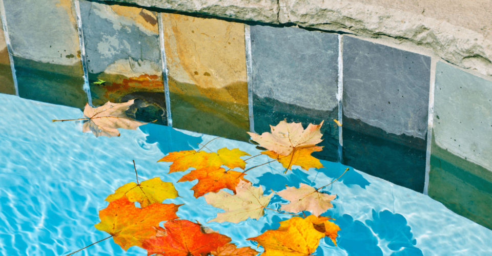 swimming pool filled with fall leaves